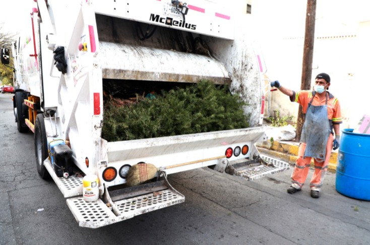  GOBIERNO DE GUADALUPE INICIA CON RECOLECCIÓN DE PINOS NAVIDEÑOS