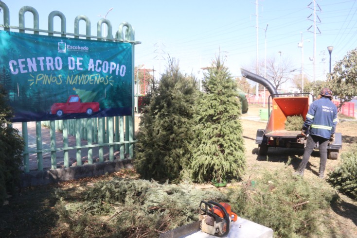  MUNICIPIO DE ESCOBEDO HABILITA CENTROS DE ACOPIO DE PINOS NAVIDEÑOS PARA CUIDAR EL MEDIO AMBIENTE