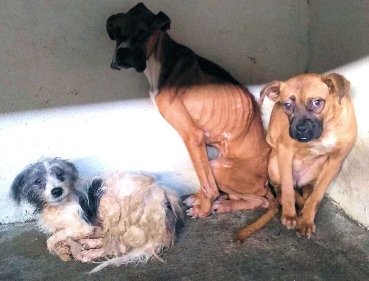  ACUSADO DE LA MUERTE DE 3 PERROS, SE SOMETERÁ A TERAPIA PSICOLÓGICA