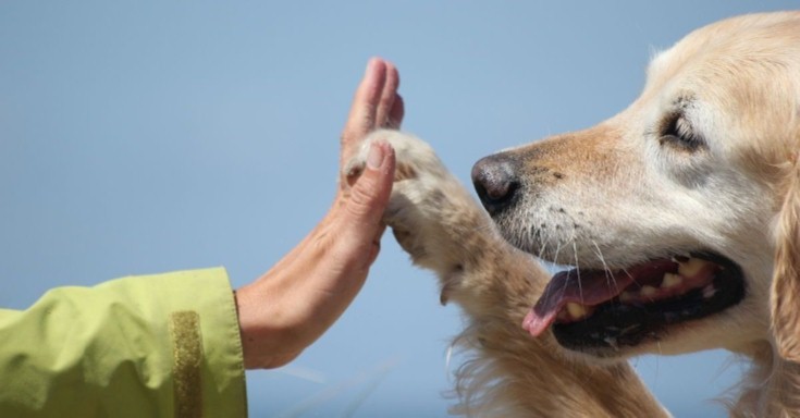  UANL INCLUYE A PERROS EN TERAPIAS PSICOLÓGICAS