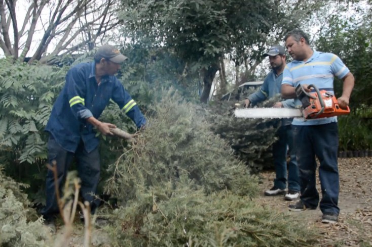  HABILITA APODACA PLAZAS PÚBLICAS PARA ACOPIO DE PINOS NAVIDEÑOS